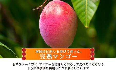 マンゴー1kg　贈答用