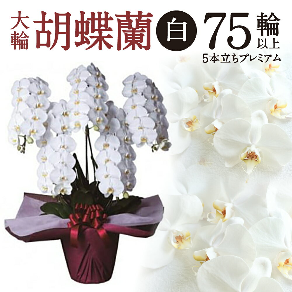 【ふるさと納税】 大輪胡蝶蘭 白 5本立ち プレミアム 胡蝶蘭 花 楽天 寄付 返礼品 お歳暮 ギフト プレゼント お祝い 贈り物 ふるさと納税 滋賀県 近江 東近江 AH-E02 綾羽株式会社