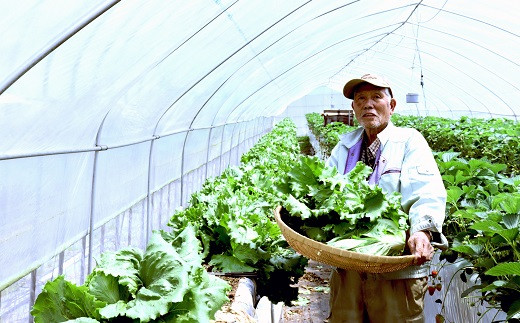 【大和高原地域で栽培】とれとれ旬の野菜の詰め合わせ