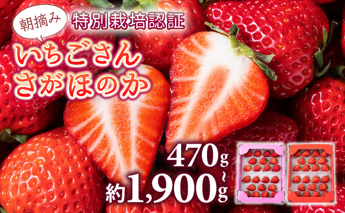 
            【先行予約】数量限定 いちごさん さがほのか ★贈り物にも最適★《2026年1月頃より出荷予定》 いちご イチゴ フルーツ 佐賀県 上峰町
          