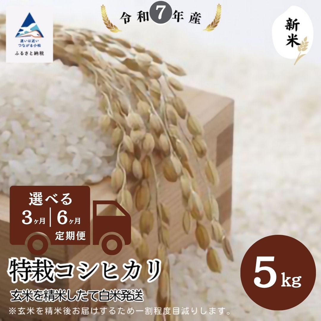 【ふるさと納税】【定期便】特栽コシヒカリ 5kg 選べる 3ヶ月 / 6ヶ月 玄米 精米したて白米発送