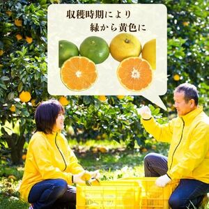 【訳あり】愛媛みかん （ 極早生 ） 3kg【発送時期：９月下旬～１１月下旬】2S-Lサイズ サイズミックス 愛媛みかん 温州みかん 一番みかん 柑橘 みかん 少量 お試し 試供品 5000円 愛媛県