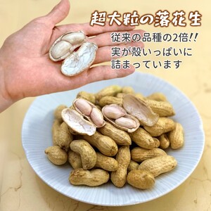 【今秋収穫分】落花生 おおまさり 2.5kg 殻付き 予約受付 生落花生 千葉県産 ピーナッツ 大粒 産地直送