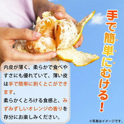 G7059_【先行予約】とろける食感！ジューシー柑橘 せとか 3kg_イメージ3
