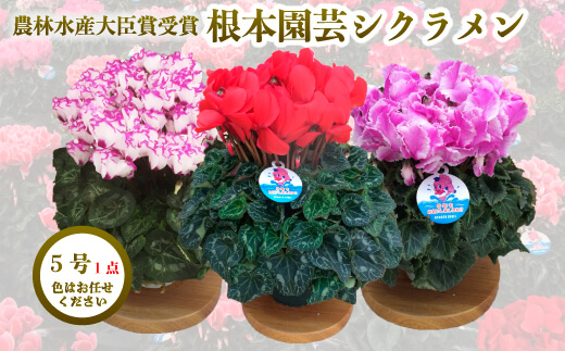 【2026年 先行予約】シクラメン 色おまかせ 5号｜花ギフト 花苗 鉢植え【53850-011-01】
