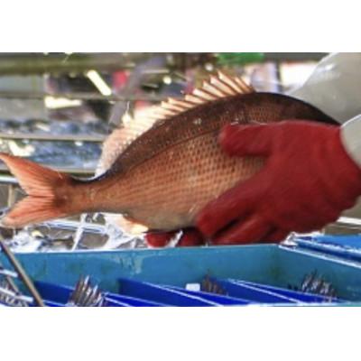 ふるさと納税 八幡浜市 竹中水産の大真鯛(三枚下ろし真空パック丸ごと1匹)!【D22-280】