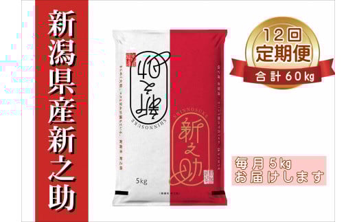 【令和7年産新米】【12ヶ月定期便】 新之助 5kg×12回 計60kg 白米 精米 井上米穀店 1I22217