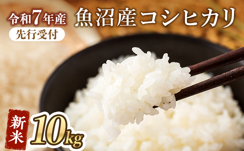 【令和7年産 新米先行受付】魚沼産コシヒカリ（精米）10kg　米 お米 こめ こしひかり 白米 新潟県 魚沼市 魚沼