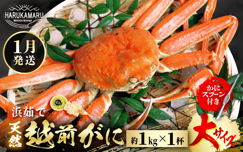 
            【先行予約】≪浜茹で≫ 地物！天然！越前がに 大サイズ（約1kg） × 1杯 かにスプーン付き 【2025年1月上旬以降順次発送予定】 はるか丸厳選！獲れたて！茹でたてをお届けします！【冷蔵 本場の味 ボイル 越前ガニ 蟹 茹で ずわいがに ズワイガニ 福井 日本海】 [m36-x005_01]
          