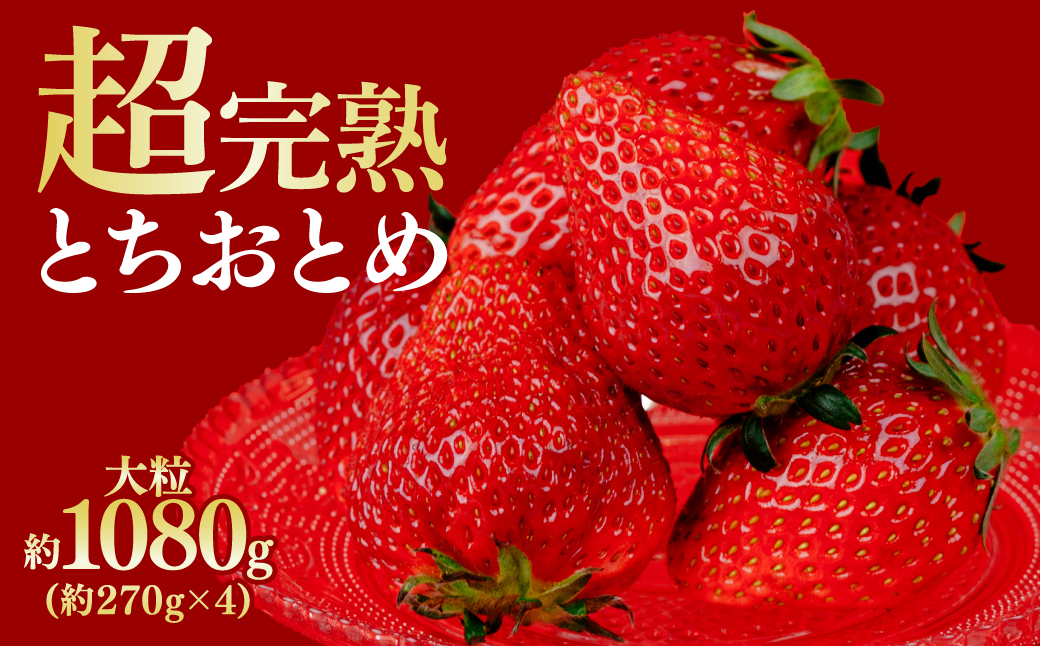 【先行受付：3月以降発送】鈴木ファームの厳選&完熟&朝摘み とちおとめ  大粒 4パック入り | いちご イチゴ 苺 とちおとめ 完熟 甘い あまい 果物 フルーツ くだもの 旬 産地直送 栃木県産 鈴木ファーム 栃木県 茂木町