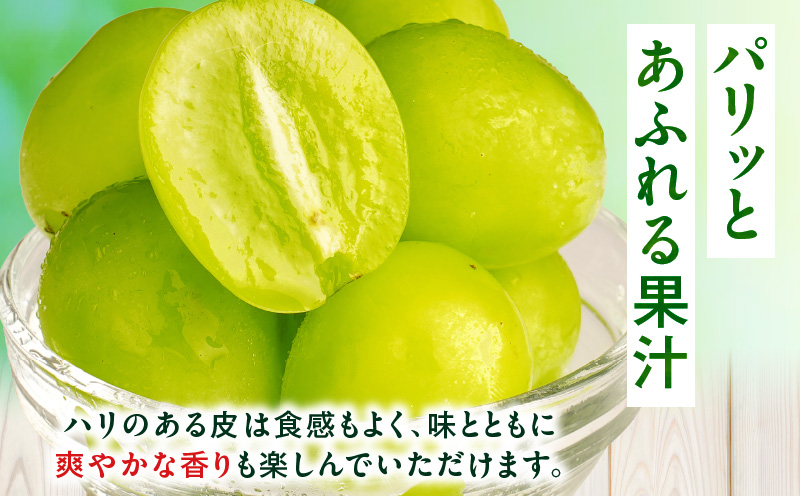 【8月31日（夏休み）までの期間限定価格!!】シャインマスカット　約1.9kg | シャインマスカット マスカット ぶどう ブドウ 葡萄 果物 フルーツ 期間限定 新鮮 くだもの 国産 ギフト お裾分