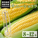 【ふるさと納税】＜期間限定！2024年12月～発送＞早獲れスイートコーン(8～12本)トウモロコシ とうもろこし コーン スイートコーン サニーショコラ 早獲れ 野菜 ハウス ハウス栽培 有機 オーガニック 国産 鹿児島県産【田中園芸】