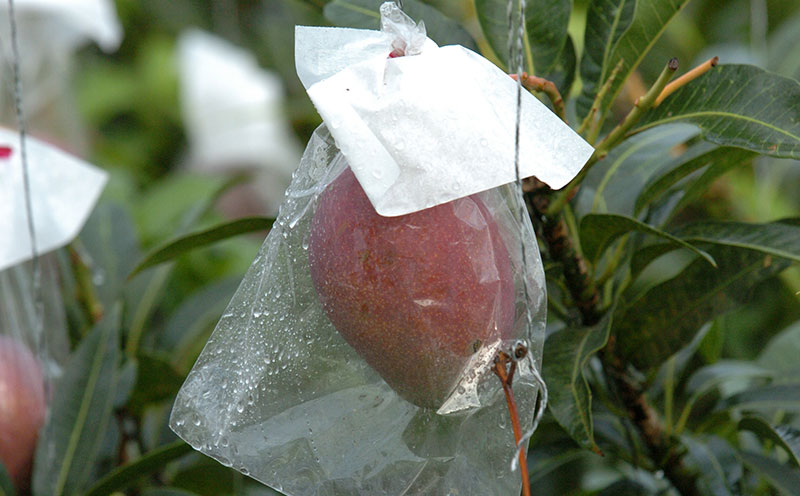 2025年発送 農家直送【上原マンゴー園】優品完熟マンゴー　1.5kg以上　先行予約 完熟 マンゴー アップル 南国 沖縄 国産 フルーツ くだもの 果物 果実 トロピカル 産地直送 贅沢 濃厚 冷蔵