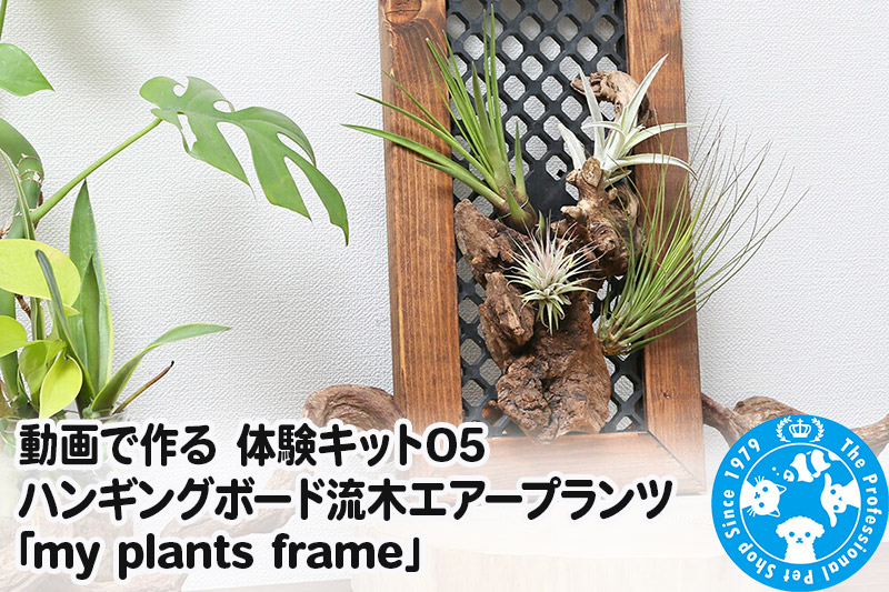 動画で作る 体験キット05 ハンギングボード流木エアープランツ「my plants frame」 [株式会社チャーム charm ワークショップ 体験 キット おうち お家 インテリア 壁掛け 流木 自由研究 夏休み 小学生 工作 作る]
