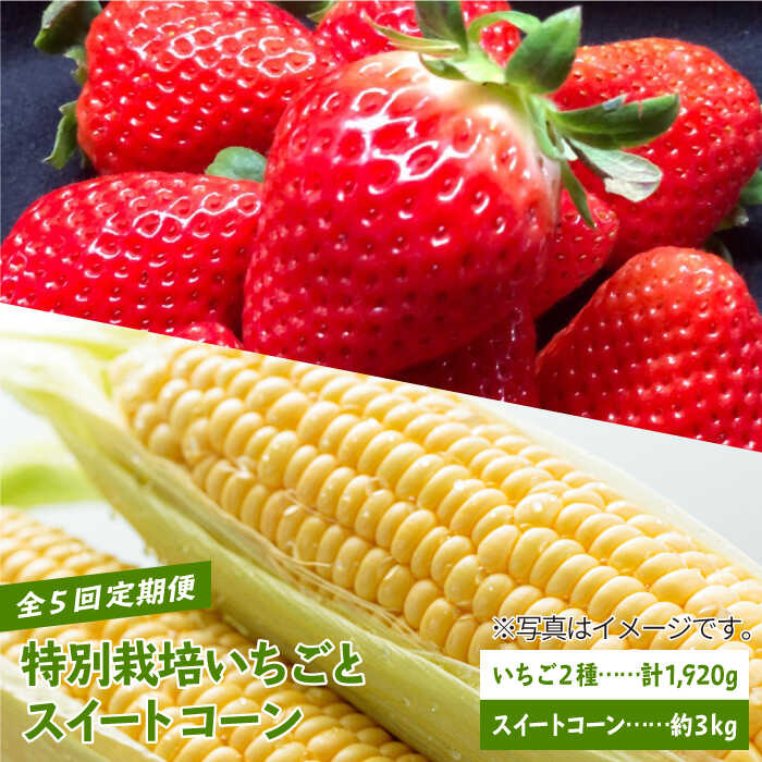 【先行予約】【全5回定期便】特別栽培いちごとスイートコーンの定期便【井崎農園】 [IBP001]