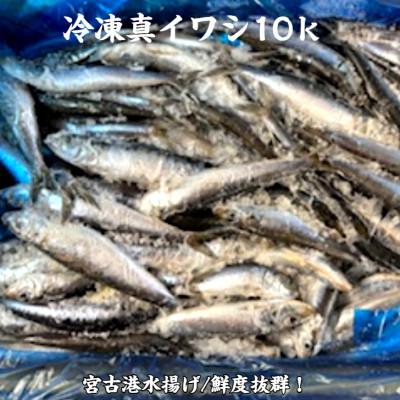ふるさと納税 宮古市 冷凍真いわし 10kg