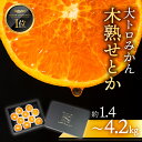 【ふるさと納税】マルカワ園芸の木熟せとか ≪選べる 1.4kg~4.2kg≫ 秀品 化粧箱入 せとか マルカワ園芸 みかん mikan ミカン 蜜柑 柑橘 柑橘類 贈答 プレゼント フルーツ 旬 果物 高糖度 スイーツ ギフト プレミアム 数量選べる 約 1.5kg 3kg 4kg 愛知県 豊橋市