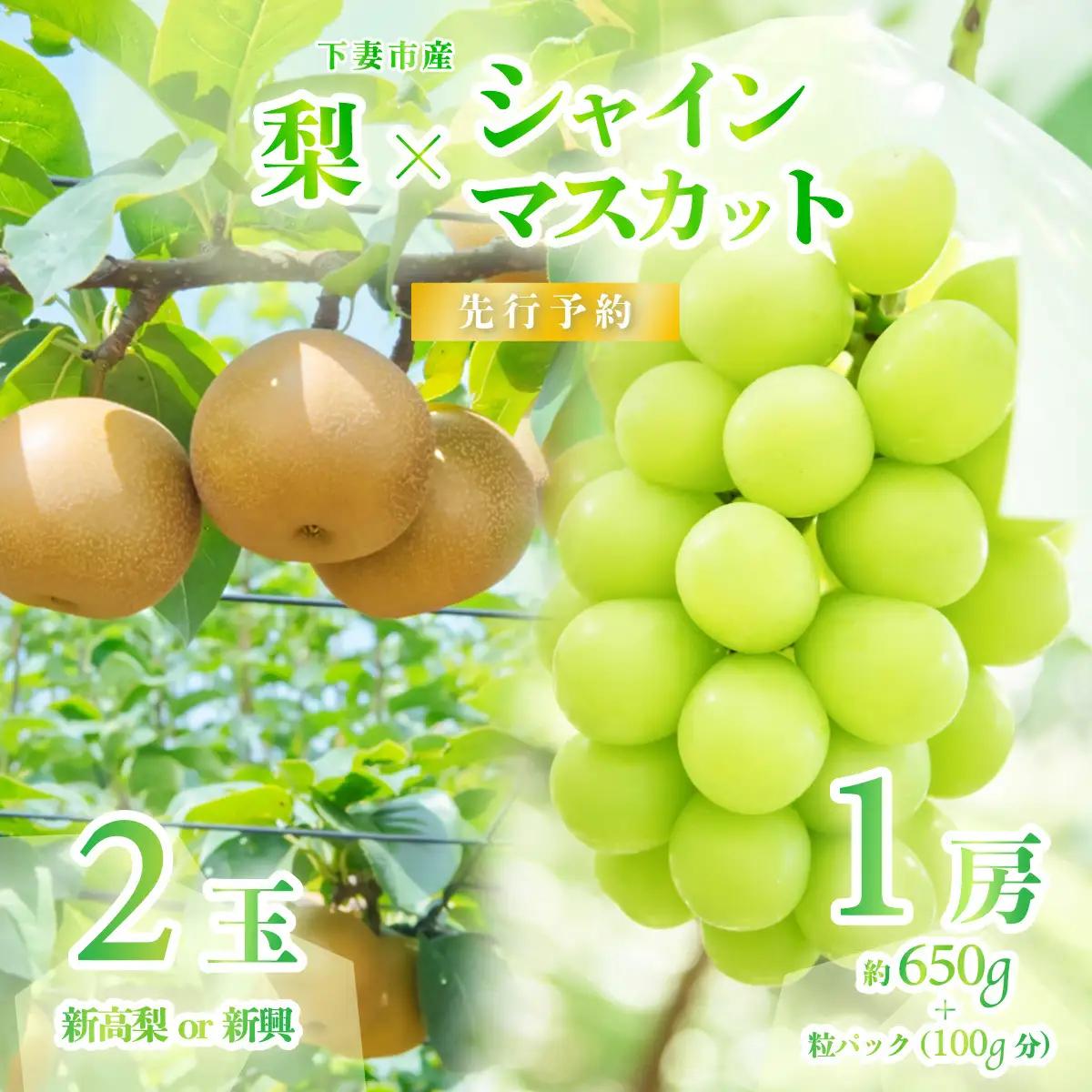 シャインマスカット 1房 ( 約650g ) + 粒パック 100g分 ＆ 梨 2玉 ( 新高梨 or 新興 )