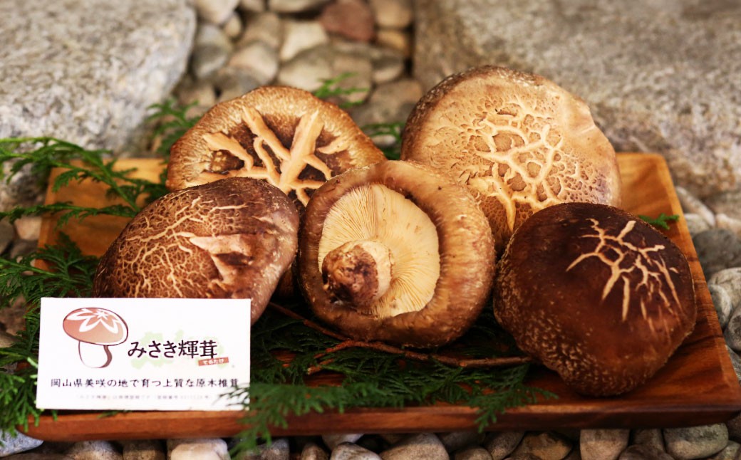 【2026年2月下旬-3月下旬発送予定】美咲町産 しいたけカッシーファームのみさき輝茸(みさきてるたけ) 3～5個合計約500g