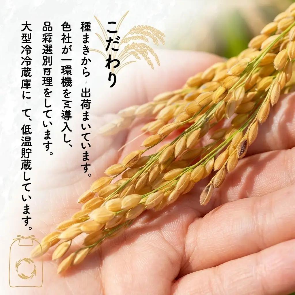 あきたこまち 精米 秋田県産 あきたこまち【2kg】