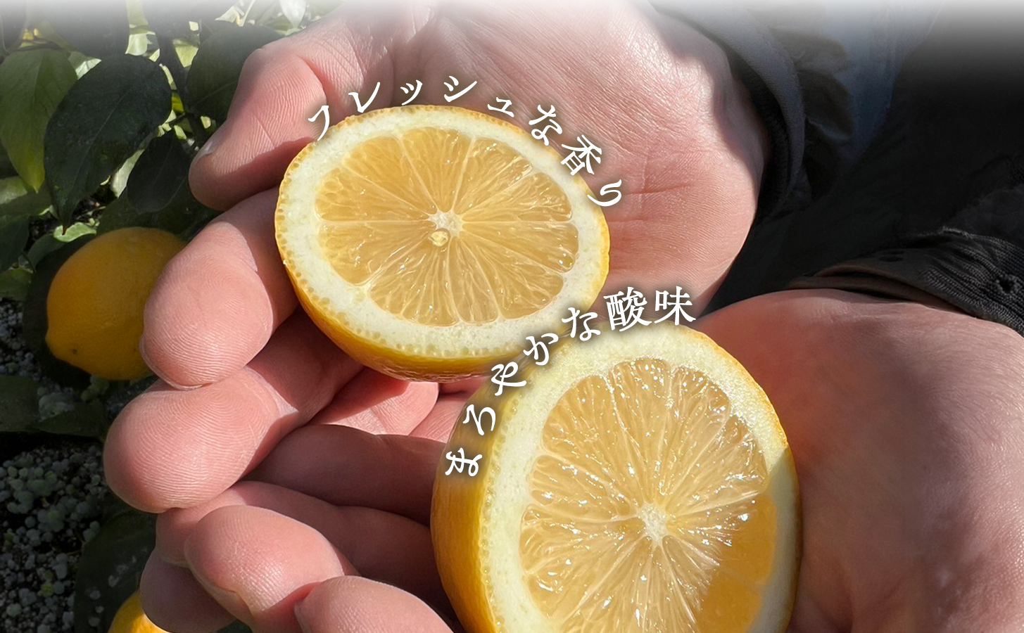 【先行受付】【防腐剤・ワックス不使用で安心】真穴産地直送の国産レモン 5kg(S~Lサイズ)【D98-9】【1711282】 YWTBU009