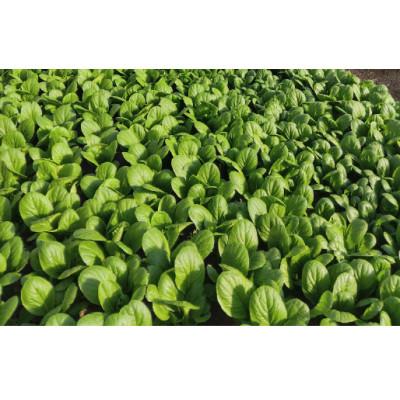 ふるさと納税 近江八幡市 近江農家野菜詰め合わせセット3kg〜8kg |  | 02