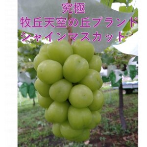 【2026年先行受付】超希少　牧丘天空の丘ブランド「シャインマスカットファミリーバラエティーセット」【配送不可地域：離島】【1708288】