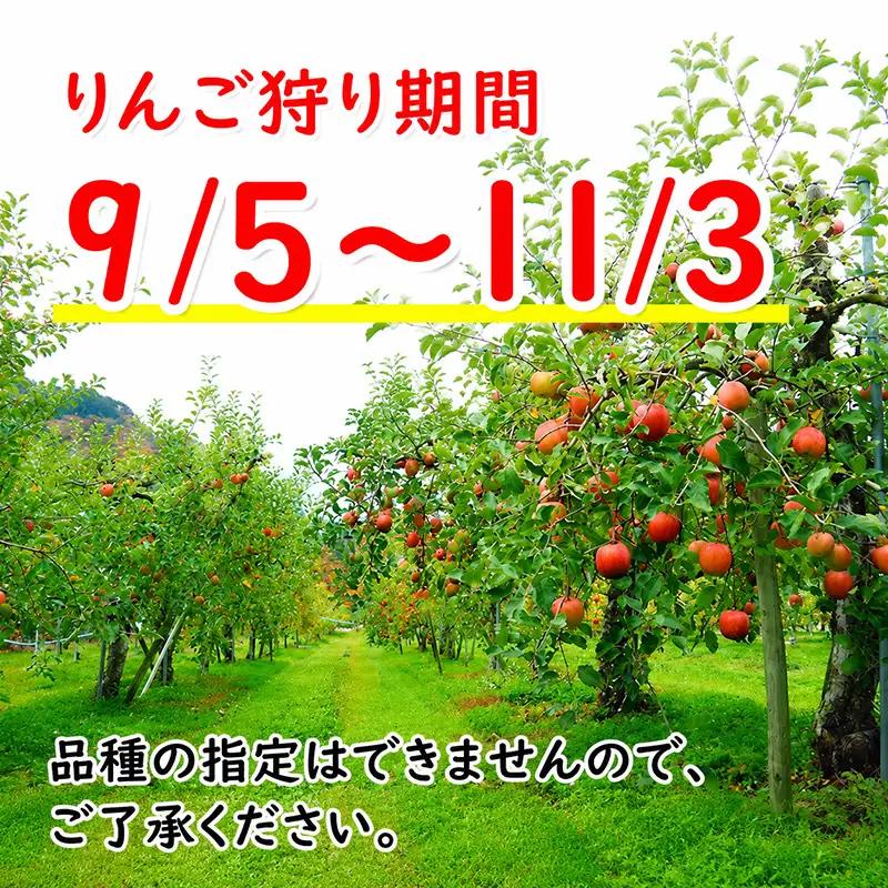 【先行予約】りんご狩り 体験 招待券 お土産付 りんご3kg ジャム200g×2 ジュース190ml×2 朝島観光りんご園 asashima009 体験