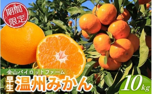 【テレビで紹介されました】 みかん 金山パイロットファーム 温州みかん 10㎏ (早生) みかん ミカン 温州みかん 早生みかん 早生温州 フルーツ 果物 くだもの 柑橘 産地直送 数量限定 人気 国産 三重県 熊野市【knpr0015A】