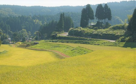 H4-50想天坊 純米しぼりたて生原酒 720ml×２本【河忠酒造】（2024年11月下旬以降発送）