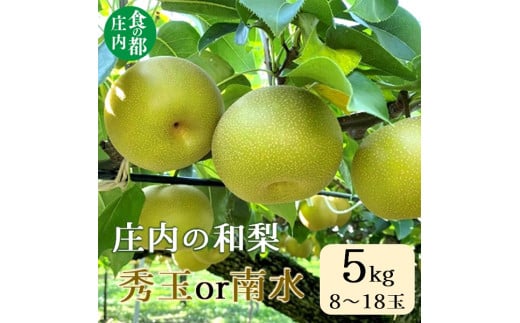 食の都庄内　庄内の和梨【秀玉or南水】約5kg※9月中旬ごろより順次配送