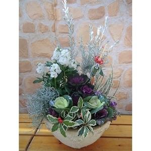 【先行予約】 花 花苗 寄せ植え 葉牡丹 お花 正月 飾り テラコッタ ガーデニング 冬 季節 ガーデン ガーデニング 庭 贈答 プレゼント ギフト 植物 2025年11月下旬より発送開始 オンライン
