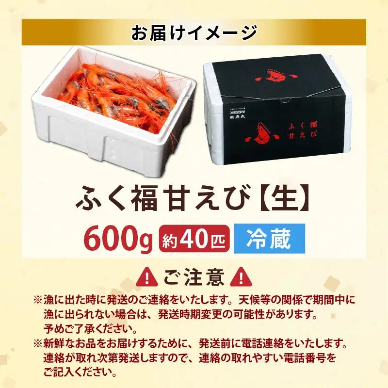 先行予約 新鮮 ふく福甘えび（生）600g 2026年9月上旬以降順次発送予定 冷蔵発送 エビ 海老 [A-13562]