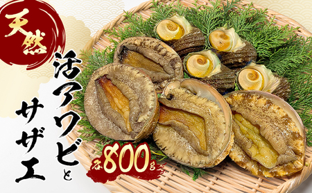 あわび 淡路島 天然 サザエ 800gセット あわび