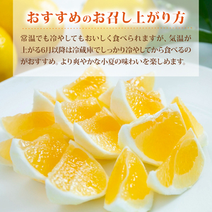 【2026年出荷分】小夏 (日向夏) 小夏 1.5kg | 期間 数量 限定 旬 人気 果物 くだもの 柑橘 フルーツ みかん ジュース 高知県 安芸市 BK