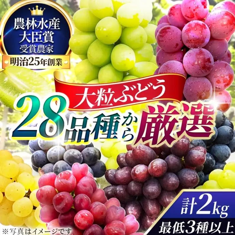 【2026年先行予約】28種の大粒品種から届く「秋の大粒ぶどう宝石箱」（シャインマスカット1房含む）約2kg（9月中旬～下旬発送分）|ぶどう 詰合せ 希少 セット 大粒  残暑見舞い 敬老の日 葡萄 ブドウ 果物 フルーツ くだもの 大阪 贈答 プレゼント