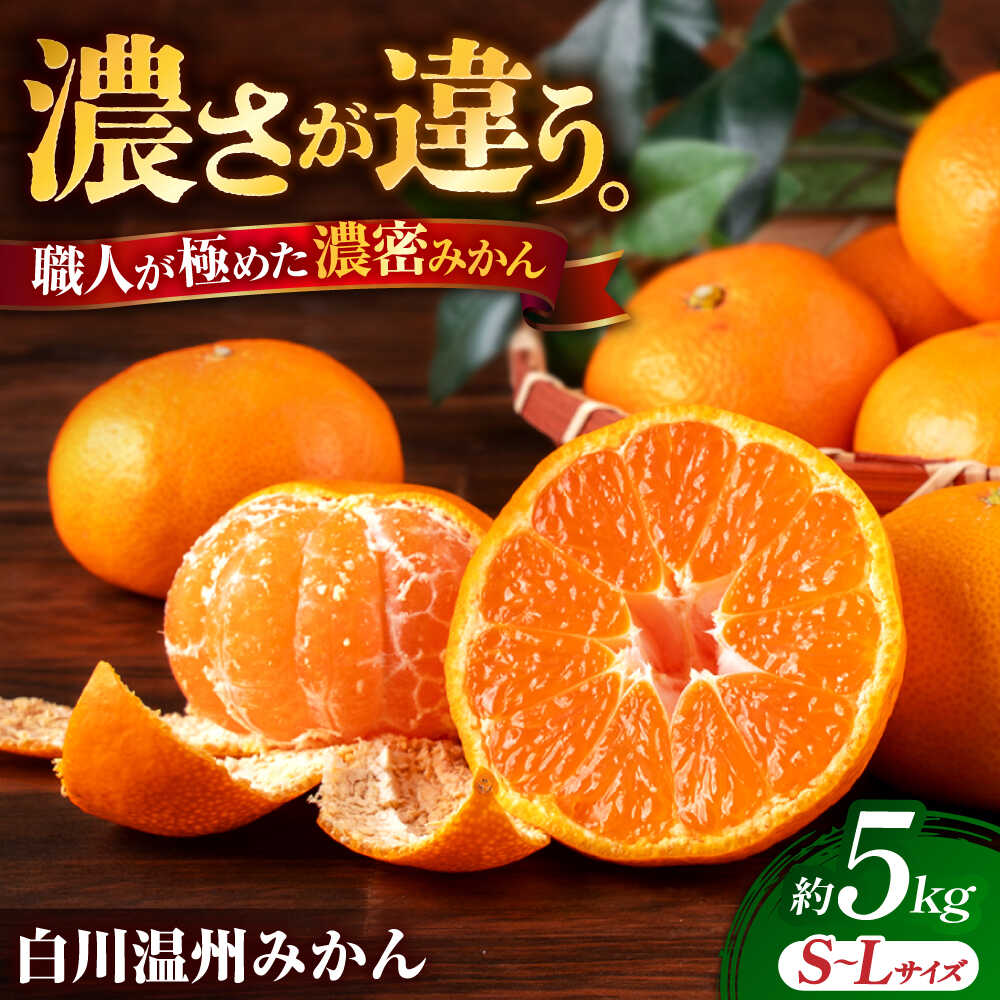【ふるさと納税】【先行予約】 旨み凝縮！ 飛龍台木 白川 温州 みかん S〜Lサイズ 約5kg 山鹿市産　【小春農園】[ZBN009]