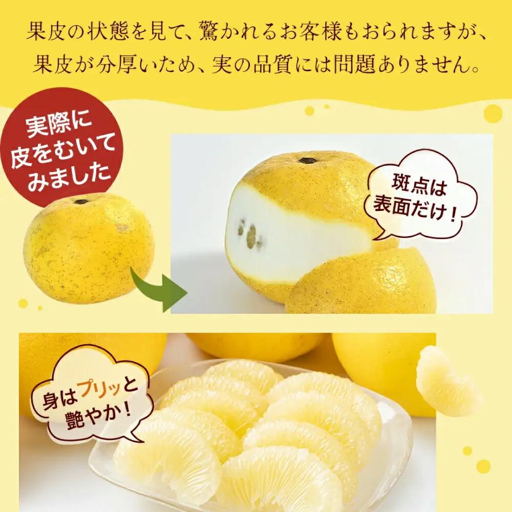 【先行予約】高知県産 訳あり 土佐文旦 約5kg 〈2027年1月下旬頃から発送〉文旦 傷 文旦 シミの訳あり文旦 大容量 ぶんたん 文旦 訳あり わけあり 果物 【株式会社　四国健商】[ATAF14