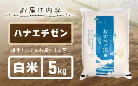 【先行予約】令和8年産 愛情たっぷり健やかに育った ツヤツヤ ハナエチゼン（白米）5kg【2026年9月上旬以降順次発送予定】 [m29-a027]