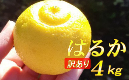 
            【先行予約】【数量限定】　訳あり はるか ４ｋｇ 家庭用 柑橘 産地直送 みかん 柑橘 小夏 オレンジ 高知県 室戸市 果物 フルーツ 爽やか
          