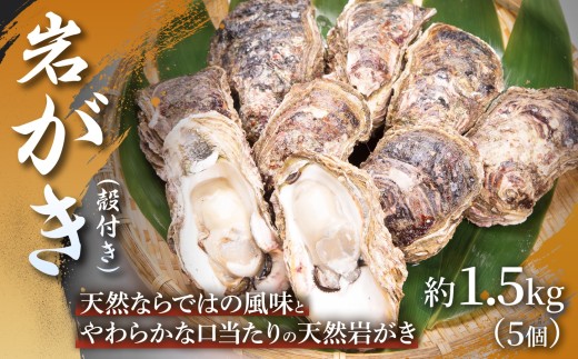 【夏限定！！】岩がき（殻付き）約1.5kg （5個） 1箱 岩ガキ カキ 牡蠣 天然岩ガキ 殻付き 網焼き BBQ 産地直送 夏の味覚 お中元 ギフト 贈答品 浜坂産 兵庫県