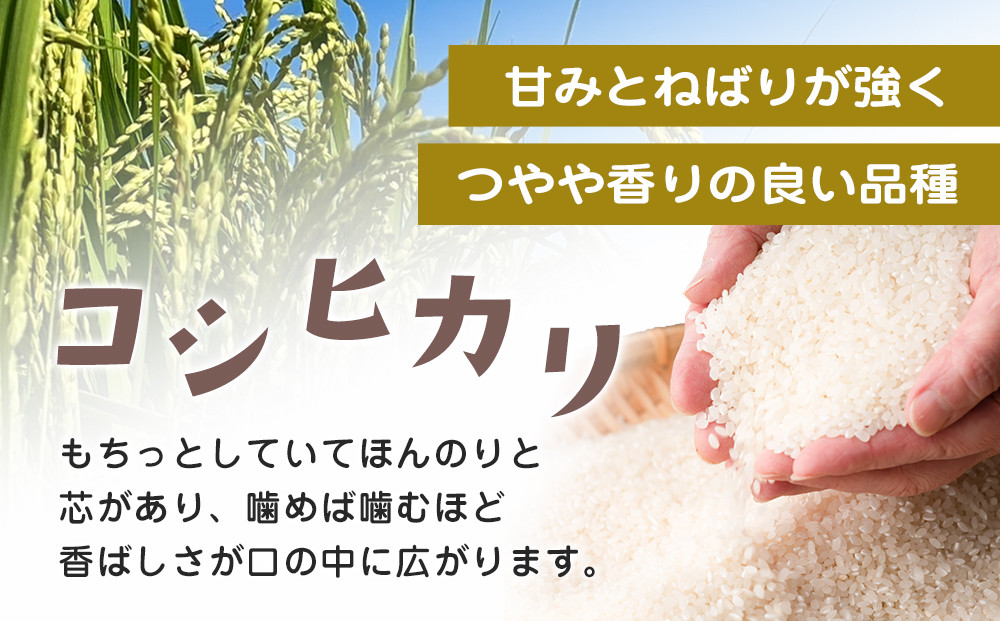 ≪2026年10月中旬以降発送≫令和8年産 栃木県大田原市産コシヒカリ「富米」 無洗米　5キロ ｜米 お米  無洗米 コメ こしひかり 5kg