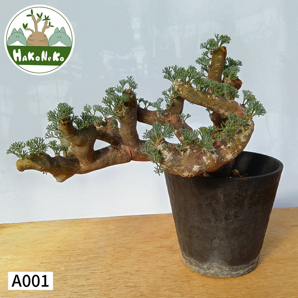 【ふるさと納税】サルコカウロン・ムルチフィズム (発根管理済)｜観葉植物 コーデックス 盆栽 鉢植え インテリア ハコネコ [0672r-0680r]