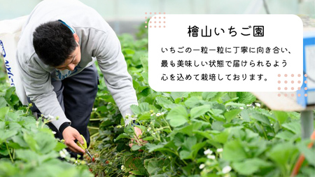 【 先行予約 】 茨城県品種 いばら キッス ( 4パック×1箱 )【 2025年1月から発送開始 】 ( 茨城県共通返礼品 : 常陸太田市 ) 約 260g × 4 パック いばらキッス いばらきっ