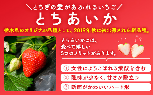 いちご（とちあいか） 290g×2パック 580g以上｜先行予約 数量限定 栃木県 果物 くだもの フルーツ 苺 ※2025年11月下旬頃～2026年3月下旬頃に順次発送予定