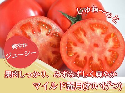 【やさしい甘さ】マイルド麗月トマト 1kg｜まろやか風味・産地直送の完熟トマト
