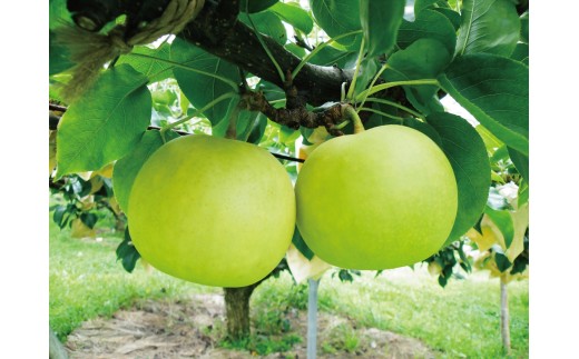 【赤秀】鳥取県産　二十世紀３ｋｇ（４～２Ｌ／８～１０玉）【髙島屋選定品】