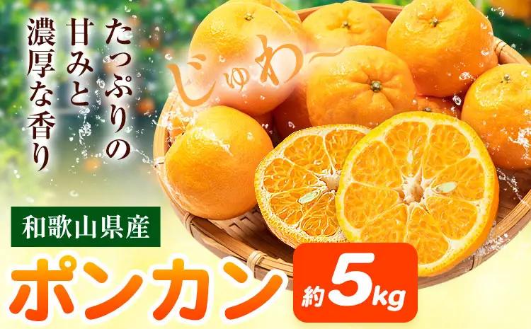 ポンカン 和歌山県産 ポンカン 約5kg