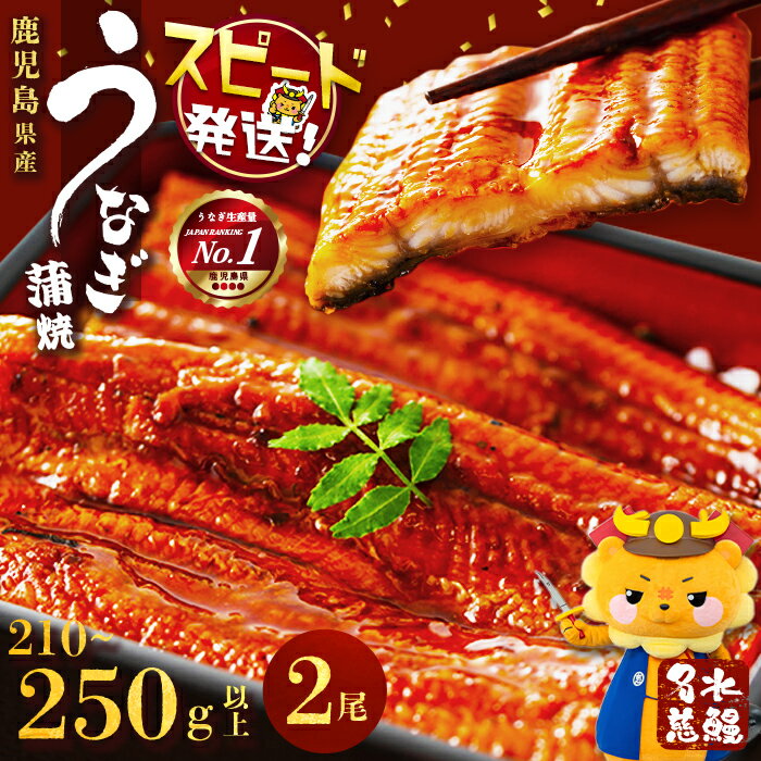 【ふるさと納税】【数量限定】うなぎ 養殖日本一！鹿児島県産 うなぎ 蒲焼 名水慈鰻 2尾＜計210～250g＞たれ・山椒付き うなぎ 鰻 ウナギ 蒲焼き 2尾 国産 鹿児島県 鹿児島 うな重 うな丼 うなぎ蒲焼【鹿児島鰻】a1-151