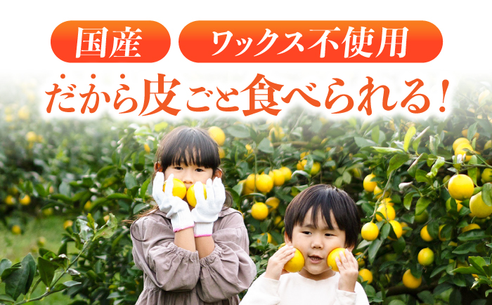 ※【2025年11月中旬より順次発送／先行予約】【贈答用】マイヤーレモン 5kg / レモン れもん 檸檬 果汁 柑橘 フルーツ ふるーつ 果物 くだもの / 諫早市 / 山野果樹園 [AHCF014